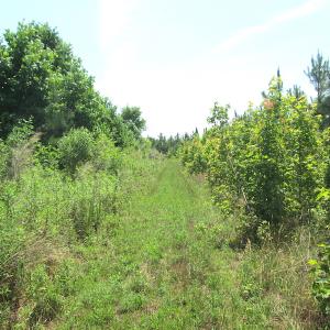 Photo #38 of SOLD property in Off Brink Road, Emporia, VA 190.0 acres