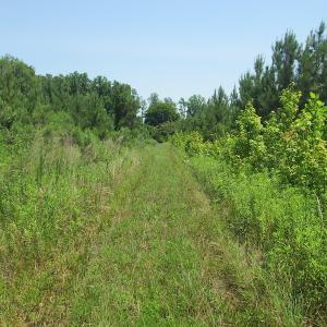 Photo #39 of SOLD property in Off Brink Road, Emporia, VA 190.0 acres