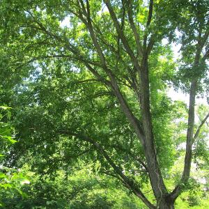 Photo #42 of SOLD property in Off Brink Road, Emporia, VA 190.0 acres