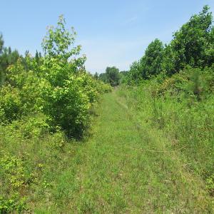Photo #44 of SOLD property in Off Brink Road, Emporia, VA 190.0 acres