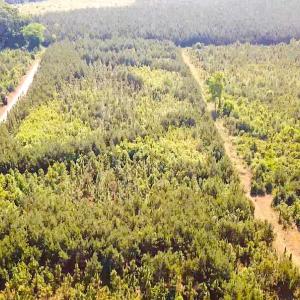 Photo #3 of SOLD property in Off Brink Road, Emporia, VA 97.0 acres