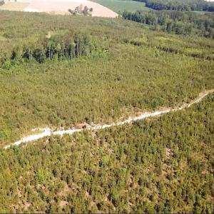 Photo #13 of SOLD property in Off Brink Road, Emporia, VA 97.0 acres