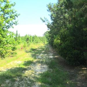 Photo #17 of SOLD property in Off Brink Road, Emporia, VA 97.0 acres