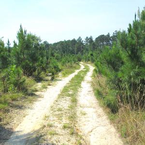 Photo #19 of SOLD property in Off Brink Road, Emporia, VA 97.0 acres