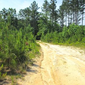 Photo #20 of SOLD property in Off Brink Road, Emporia, VA 97.0 acres
