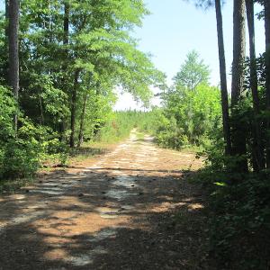 Photo #22 of SOLD property in Off Brink Road, Emporia, VA 97.0 acres