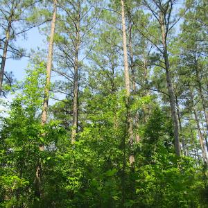 Photo #23 of SOLD property in Off Brink Road, Emporia, VA 97.0 acres