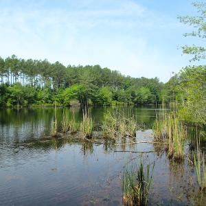 Photo #25 of SOLD property in Off Brink Road, Emporia, VA 97.0 acres