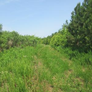 Photo #33 of SOLD property in Off Brink Road, Emporia, VA 97.0 acres