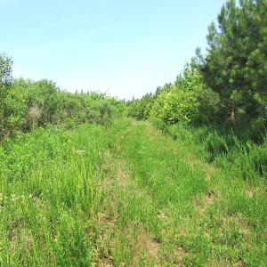 Photo #35 of SOLD property in Off Brink Road, Emporia, VA 97.0 acres