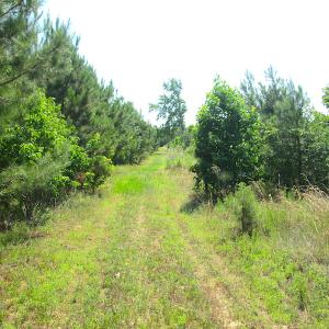 Photo #37 of SOLD property in Off Brink Road, Emporia, VA 97.0 acres