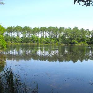 Photo #38 of SOLD property in Off Brink Road, Emporia, VA 97.0 acres
