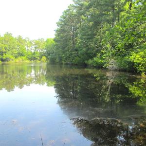 Photo #39 of SOLD property in Off Brink Road, Emporia, VA 97.0 acres