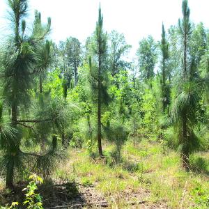 Photo #42 of SOLD property in Off Brink Road, Emporia, VA 97.0 acres