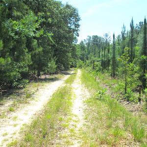 Photo #43 of SOLD property in Off Brink Road, Emporia, VA 97.0 acres