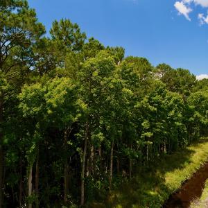 Photo #14 of Off Hwy 264, Swan Quarter, NC 252.0 acres