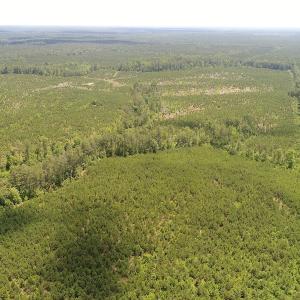 Photo #3 of SOLD property in Off Liberty Hall Road, King and Queen, VA 187.0 acres