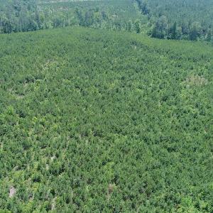 Photo #4 of SOLD property in Off Liberty Hall Road, King and Queen, VA 187.0 acres