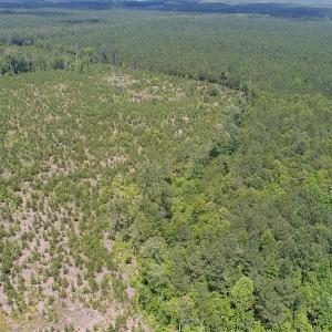 Photo #10 of SOLD property in Off Liberty Hall Road, King and Queen, VA 187.0 acres