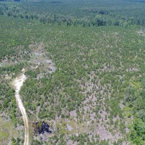 Photo #11 of SOLD property in Off Liberty Hall Road, King and Queen, VA 187.0 acres