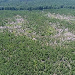 Photo #13 of SOLD property in Off Liberty Hall Road, King and Queen, VA 187.0 acres