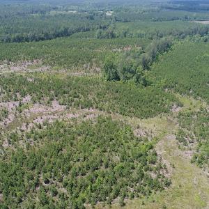 Photo #14 of SOLD property in Off Liberty Hall Road, King and Queen, VA 187.0 acres