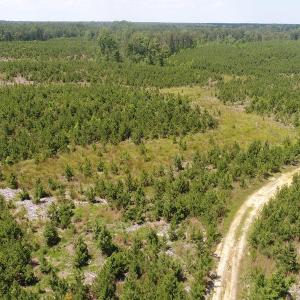 Photo #15 of SOLD property in Off Liberty Hall Road, King and Queen, VA 187.0 acres