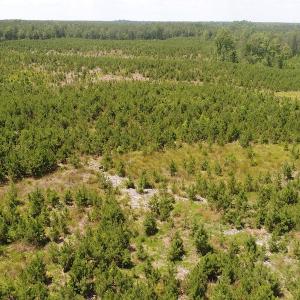 Photo #16 of SOLD property in Off Liberty Hall Road, King and Queen, VA 187.0 acres