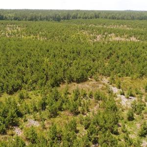 Photo #17 of SOLD property in Off Liberty Hall Road, King and Queen, VA 187.0 acres