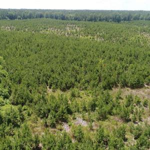 Photo #18 of SOLD property in Off Liberty Hall Road, King and Queen, VA 187.0 acres