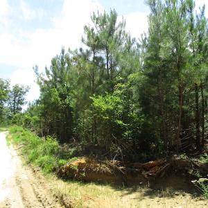 Photo #20 of SOLD property in Off Liberty Hall Road, King and Queen, VA 187.0 acres