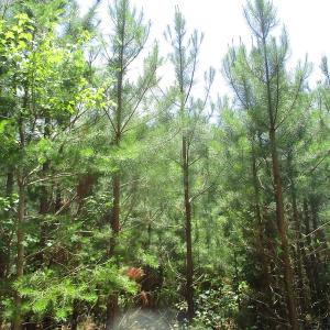 Photo #21 of SOLD property in Off Liberty Hall Road, King and Queen, VA 187.0 acres
