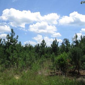 Photo #22 of SOLD property in Off Liberty Hall Road, King and Queen, VA 187.0 acres
