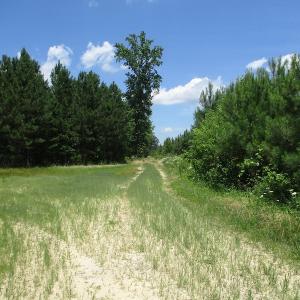 Photo #24 of SOLD property in Off Liberty Hall Road, King and Queen, VA 187.0 acres
