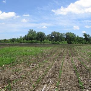 Photo #26 of SOLD property in Off Liberty Hall Road, King and Queen, VA 187.0 acres