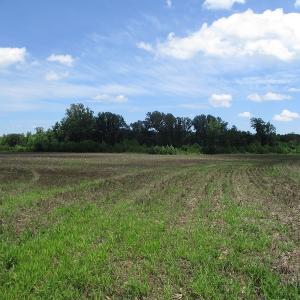 Photo #28 of SOLD property in Off Liberty Hall Road, King and Queen, VA 187.0 acres
