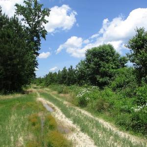 Photo #29 of SOLD property in Off Liberty Hall Road, King and Queen, VA 187.0 acres