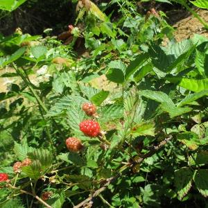 Photo #32 of SOLD property in Off Liberty Hall Road, King and Queen, VA 187.0 acres