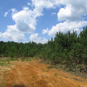 Photo #34 of SOLD property in Off Liberty Hall Road, King and Queen, VA 187.0 acres