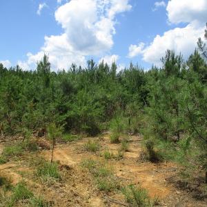 Photo #35 of SOLD property in Off Liberty Hall Road, King and Queen, VA 187.0 acres