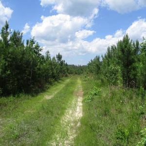 Photo #36 of SOLD property in Off Liberty Hall Road, King and Queen, VA 187.0 acres