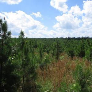 Photo #37 of SOLD property in Off Liberty Hall Road, King and Queen, VA 187.0 acres