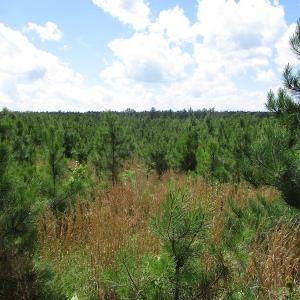 Photo #38 of SOLD property in Off Liberty Hall Road, King and Queen, VA 187.0 acres