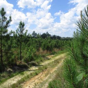 Photo #39 of SOLD property in Off Liberty Hall Road, King and Queen, VA 187.0 acres