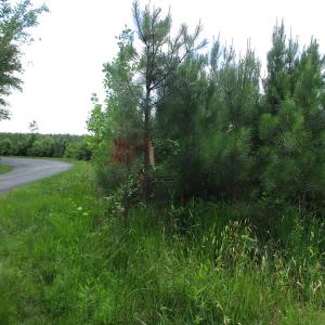 Photo #41 of SOLD property in Off Liberty Hall Road, King and Queen, VA 187.0 acres