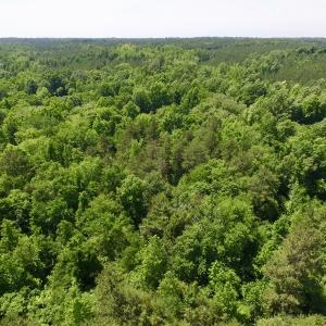 Photo #11 of SOLD property in Old Mill Rd, Halifax, VA 20.0 acres