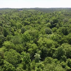 Photo #13 of SOLD property in Old Mill Rd, Halifax, VA 20.0 acres
