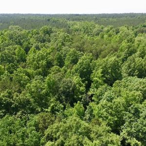 Photo #14 of SOLD property in Old Mill Rd, Halifax, VA 20.0 acres