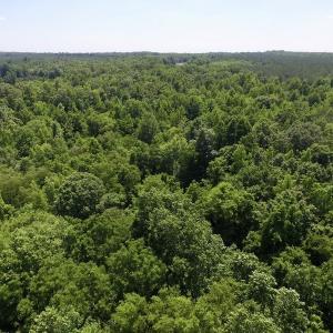 Photo #16 of SOLD property in Old Mill Rd, Halifax, VA 20.0 acres