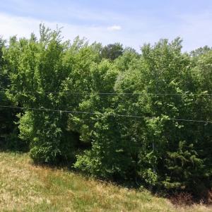 Photo #37 of SOLD property in Old Mill Rd, Halifax, VA 20.0 acres